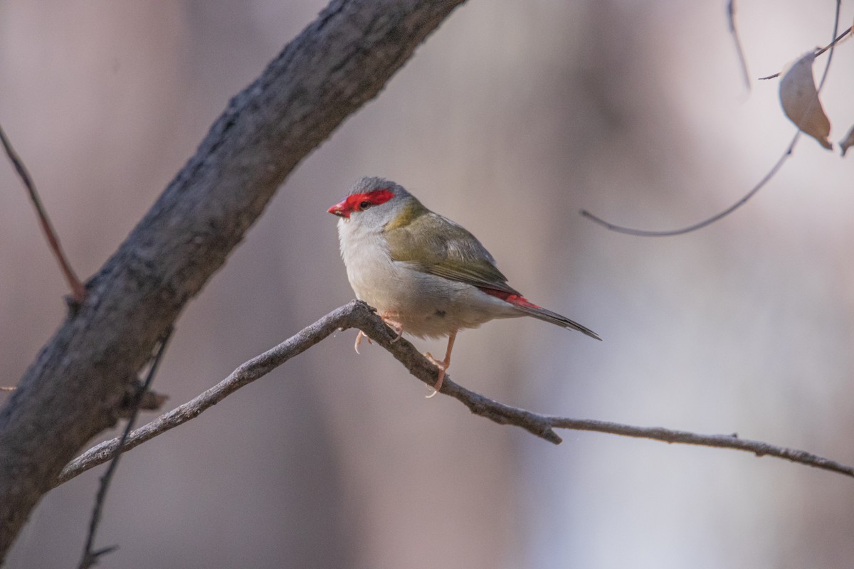 Al Kaşlı Belikınalı - ML646209764