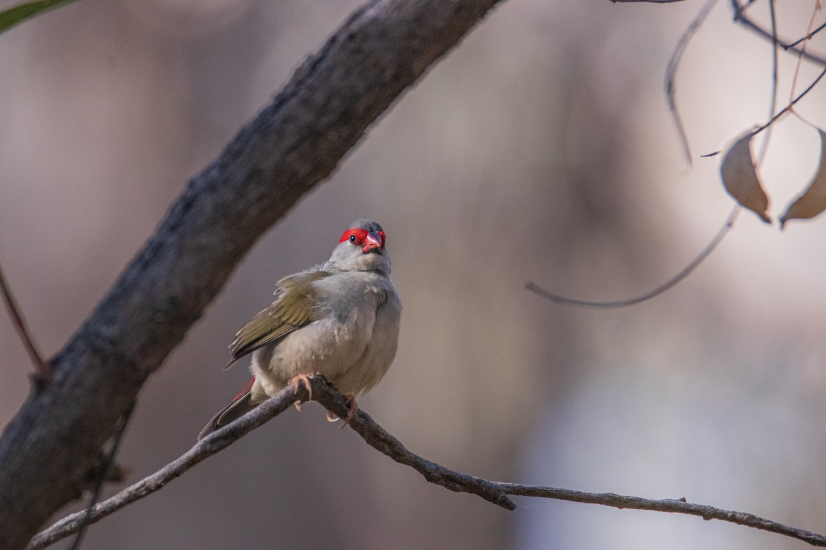 Al Kaşlı Belikınalı - ML646209765