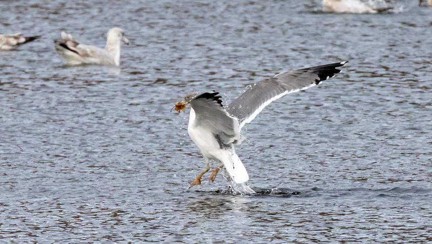 Larinae sp. - ML646209780