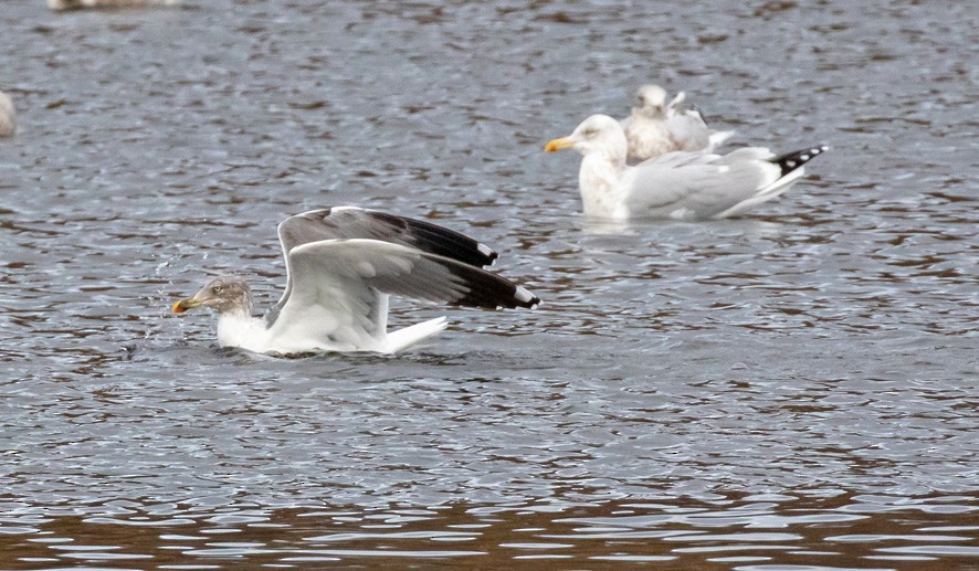 Larinae sp. - ML646209781