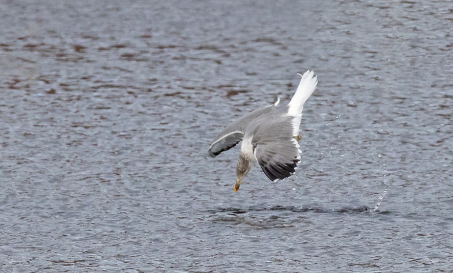 Larinae sp. - ML646209782