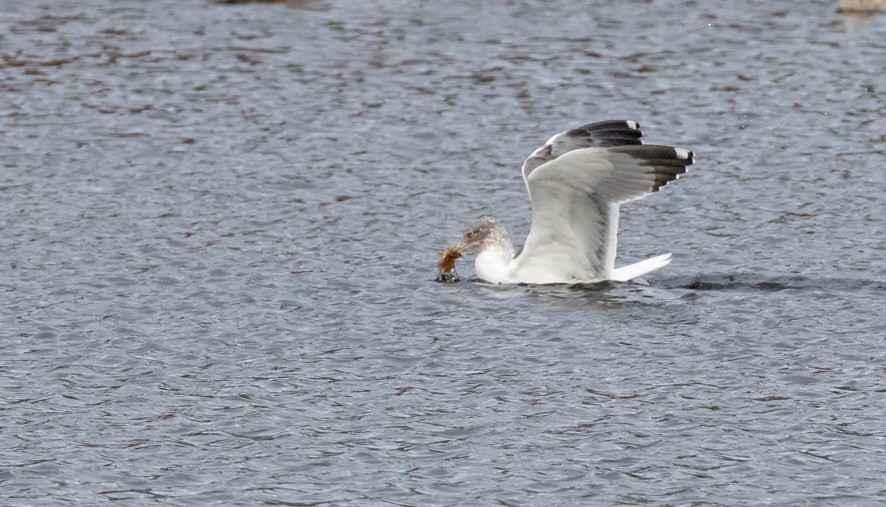 Larinae sp. - ML646209783