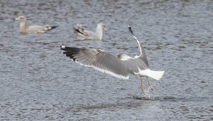 Larinae sp. - ML646209784