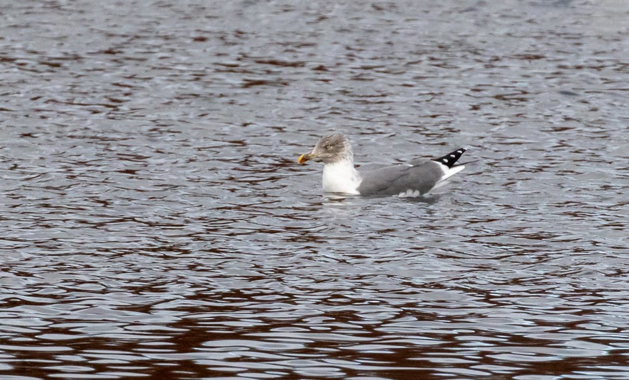 Larinae sp. - ML646209785