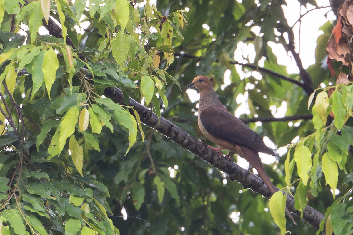 holub amboinský - ML646209789