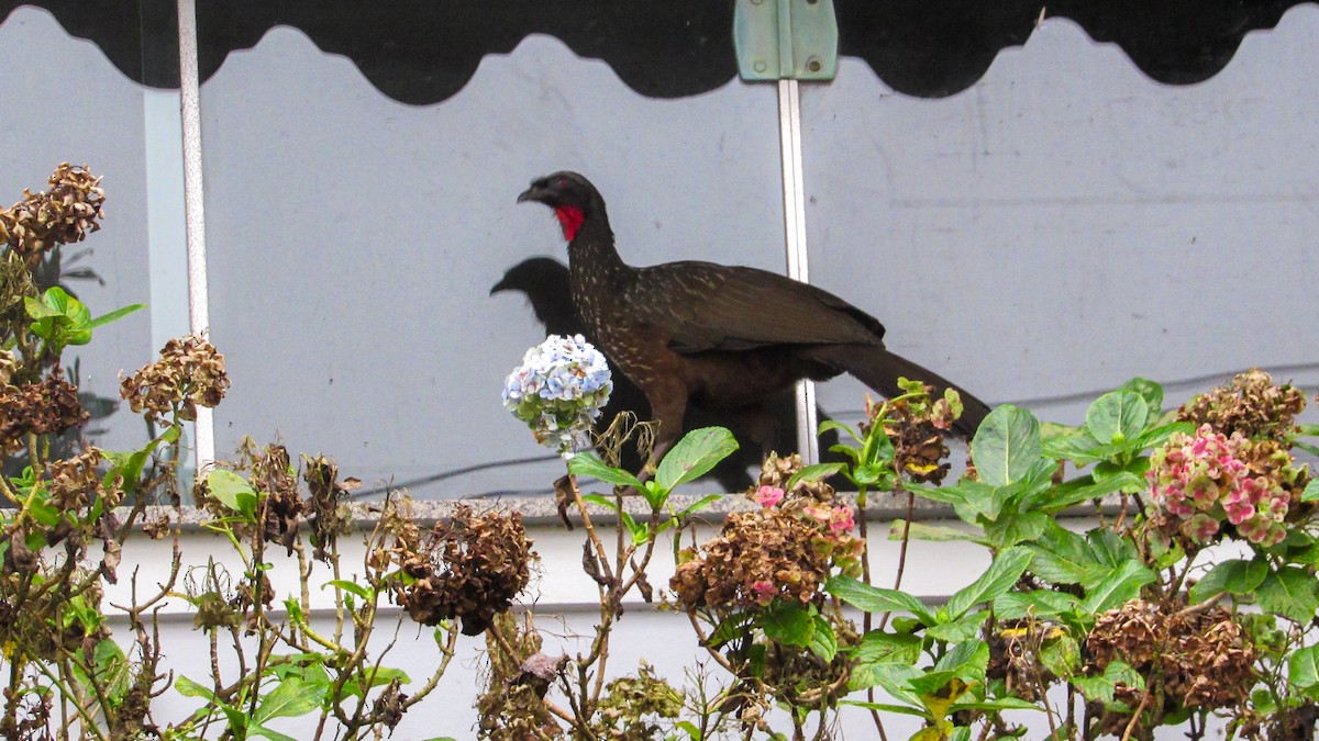 Dusky-legged Guan - ML646209797