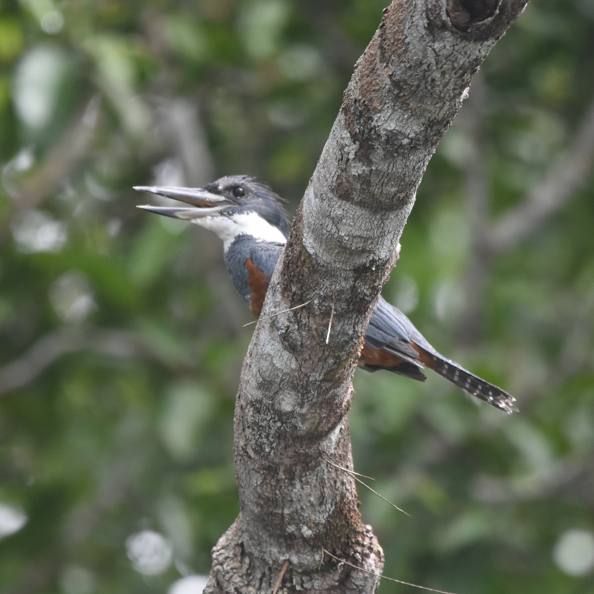 Ringed Kingfisher - ML646209802
