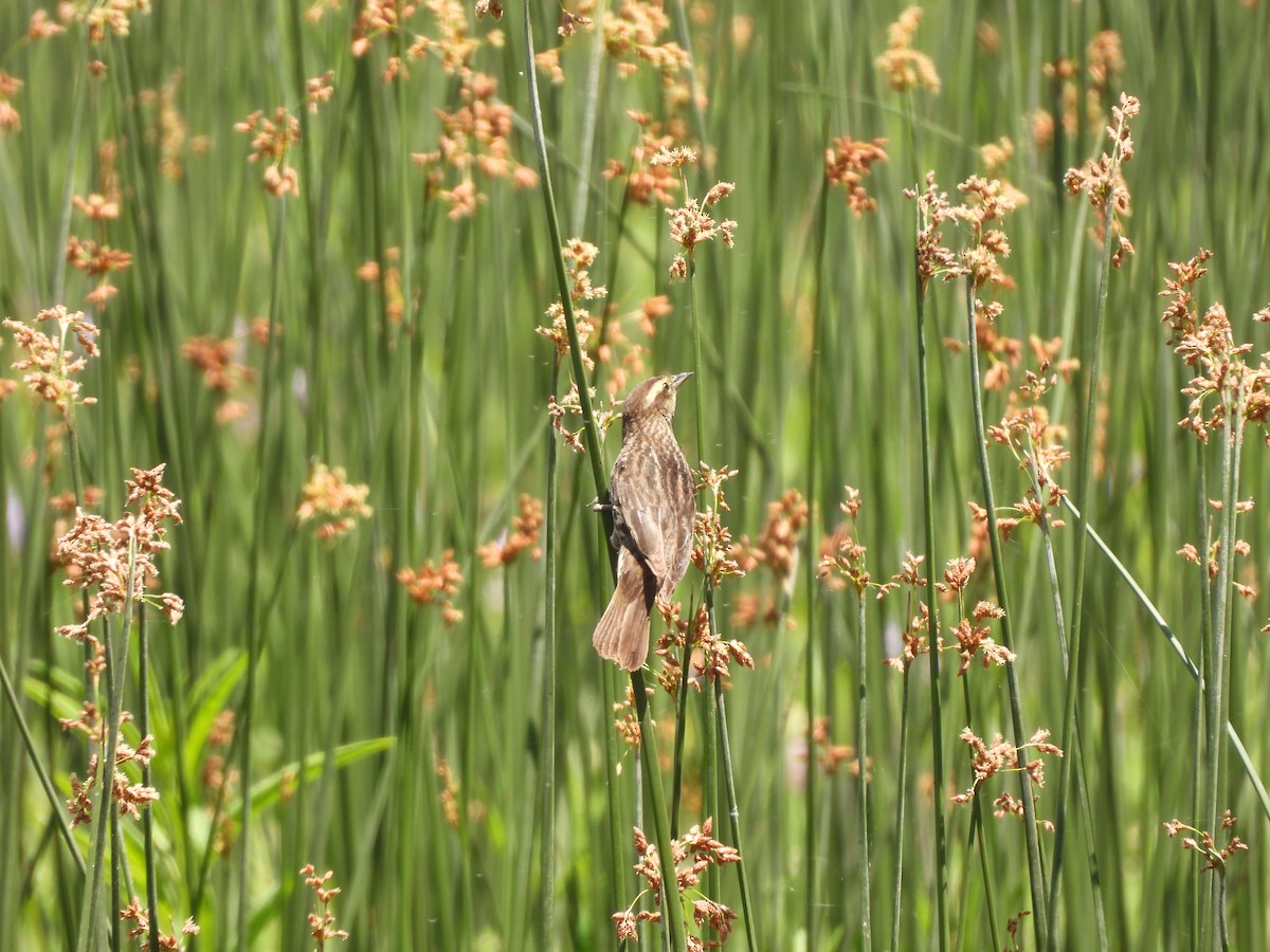 Yellow-winged Blackbird - ML646209807