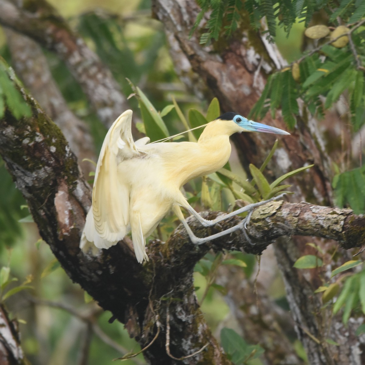 Capped Heron - ML646209808