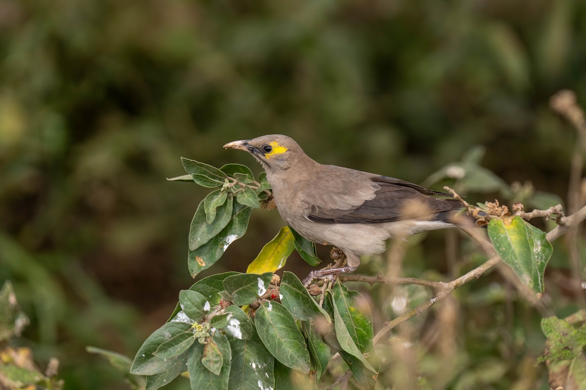 Бородатый скворец - ML646209814