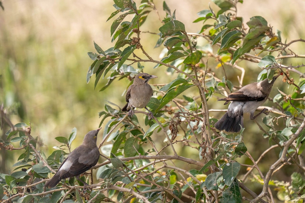 Бородатый скворец - ML646209815