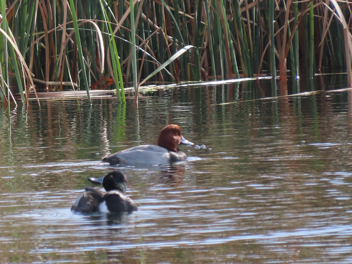 Redhead - ML646209818