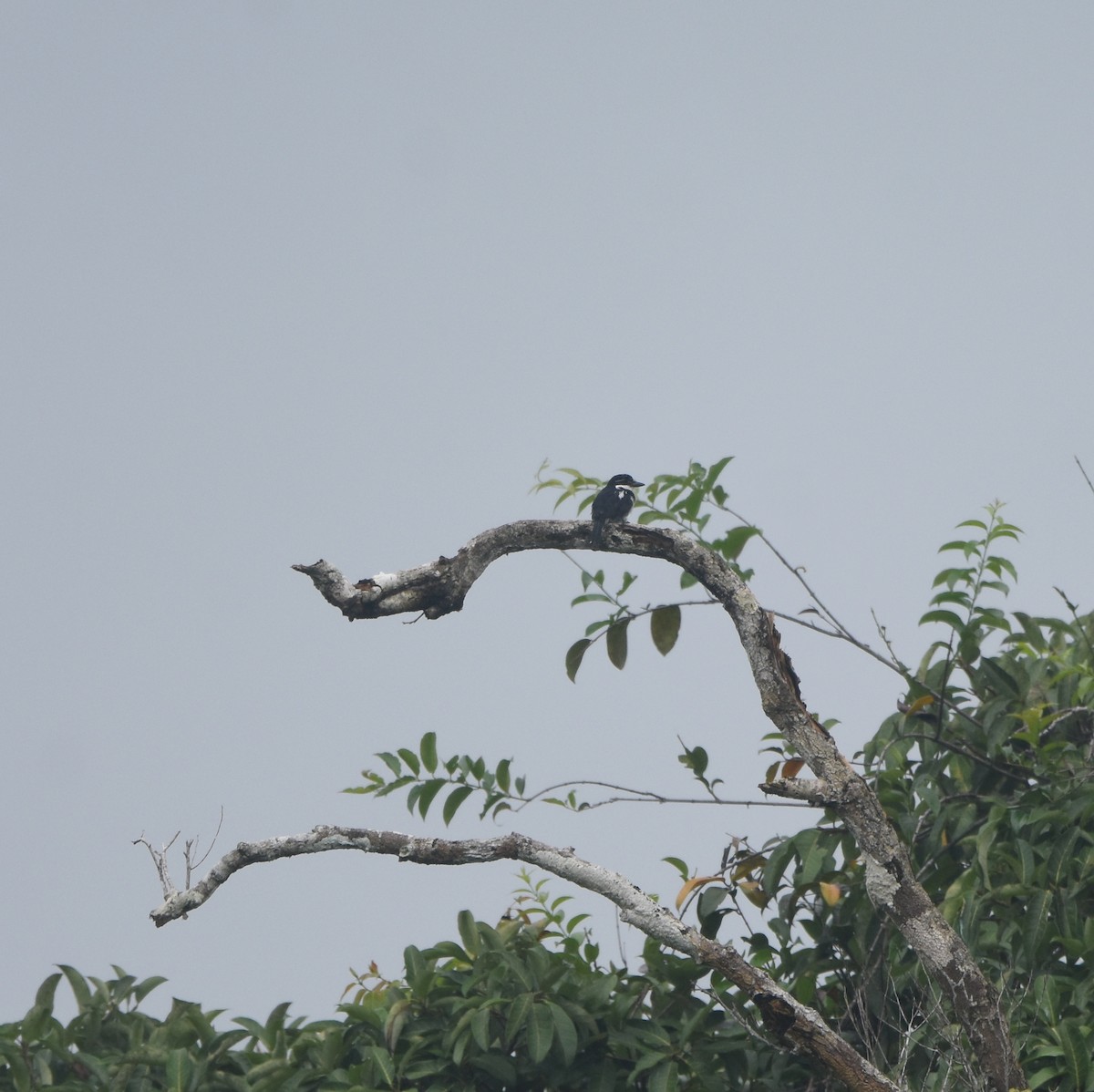Pied Puffbird - ML646209820