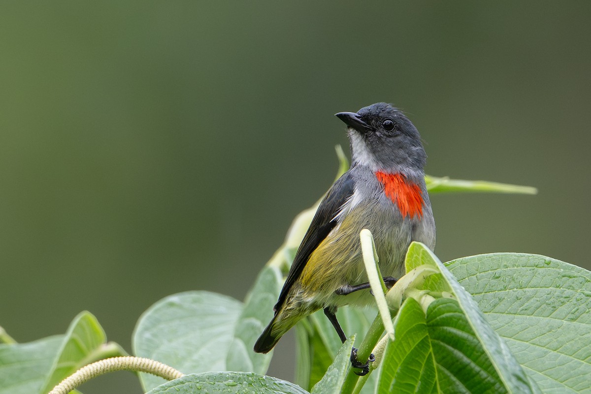 Buru Flowerpecker - ML646209822