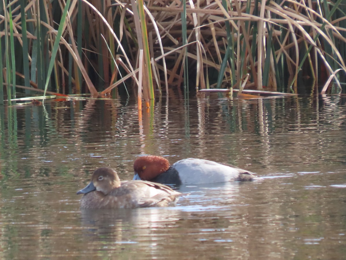 Redhead - ML646209823