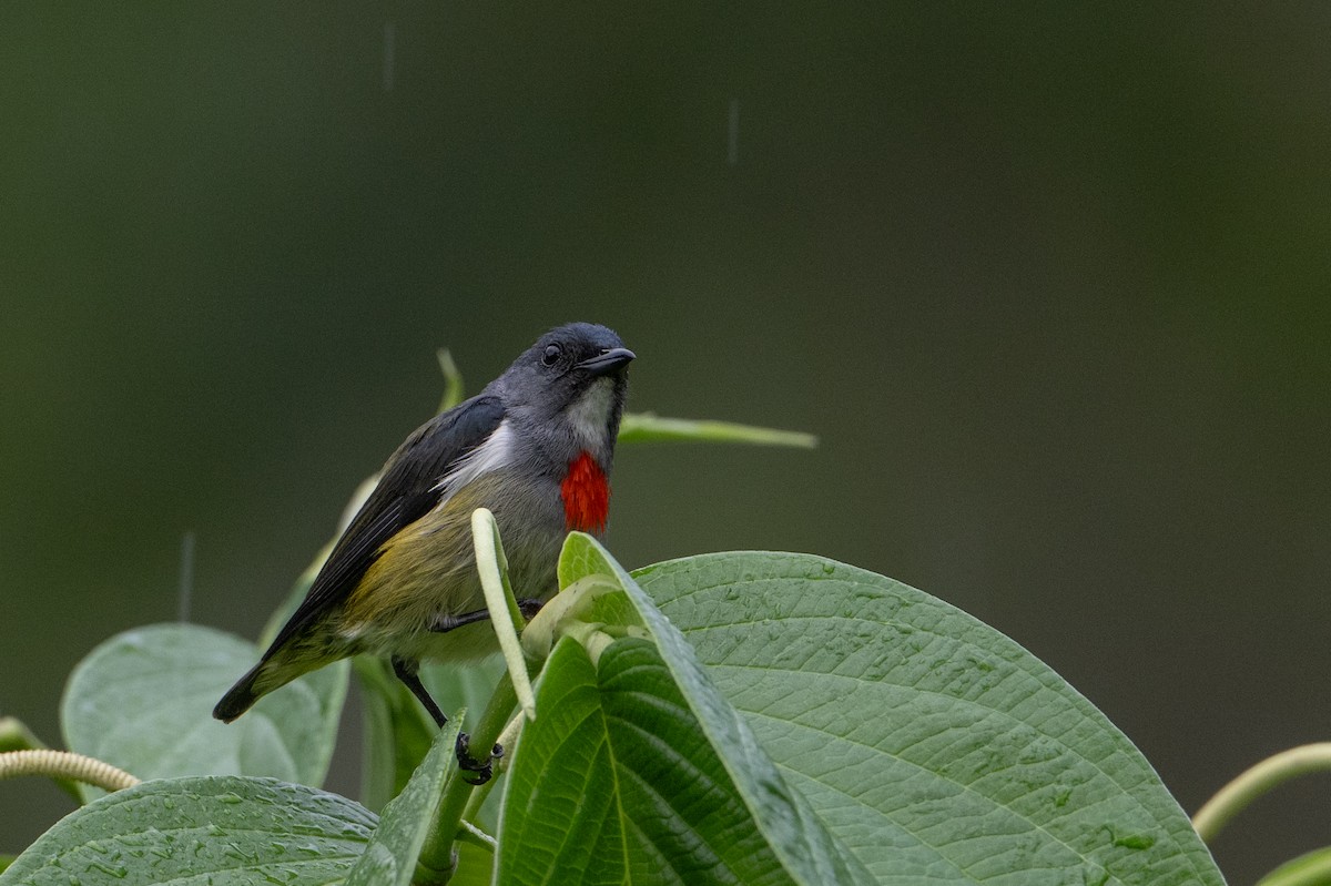 Buru Flowerpecker - ML646209825