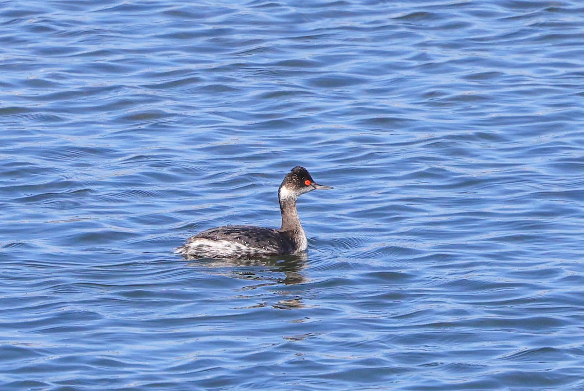 potápka černokrká - ML646209826