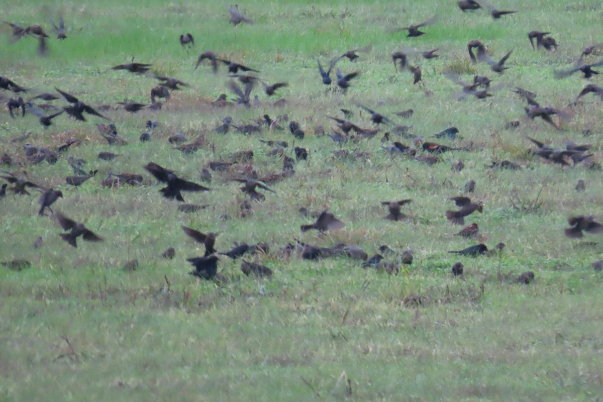 Red-winged Blackbird - ML646209830
