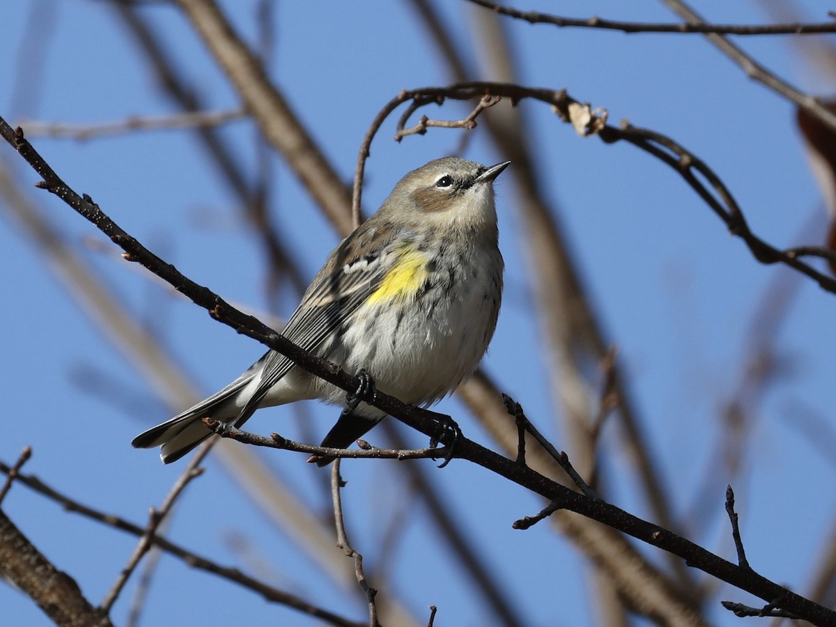 lesňáček žlutoskvrnný (ssp. coronata) - ML646209831
