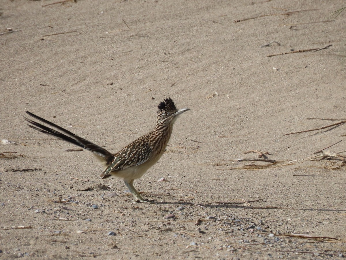 Greater Roadrunner - ML646209834