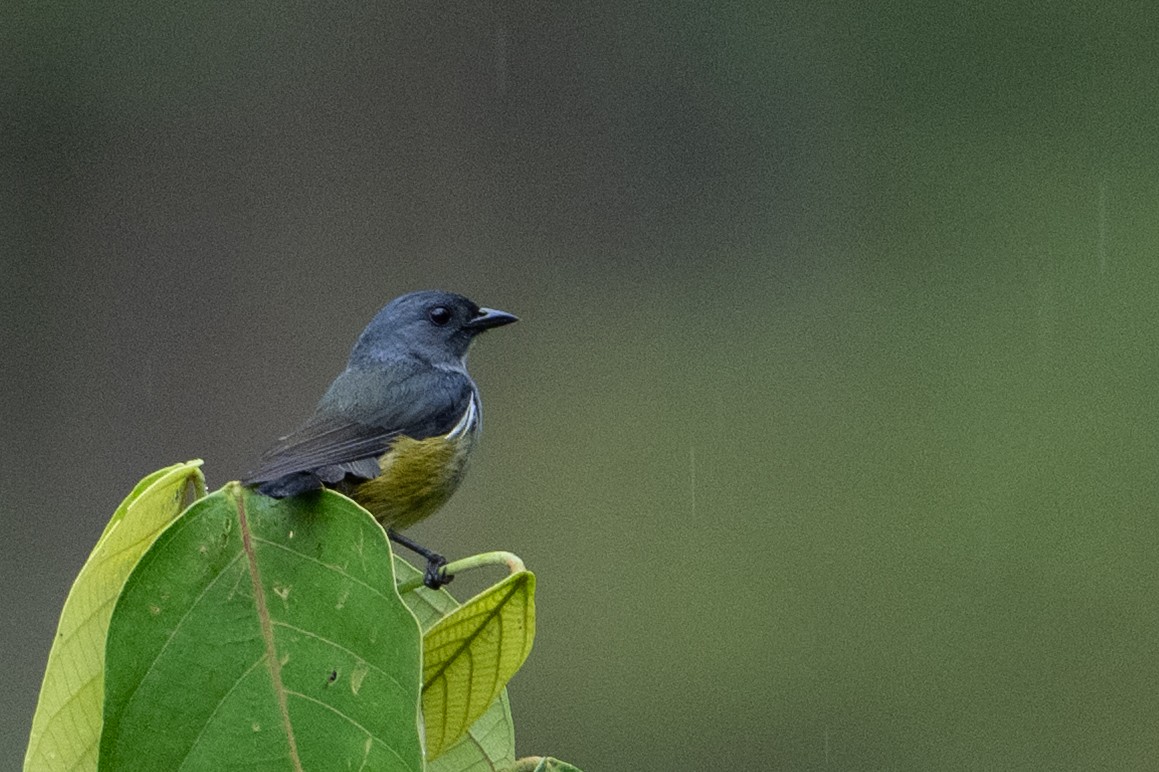 Buru Flowerpecker - ML646209835