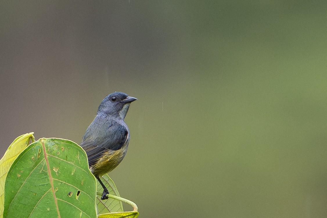 Buru Flowerpecker - ML646209836