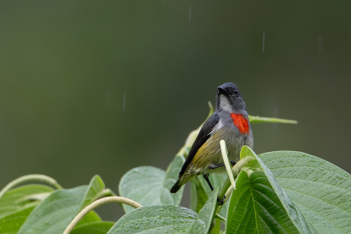 Buru Flowerpecker - ML646209837