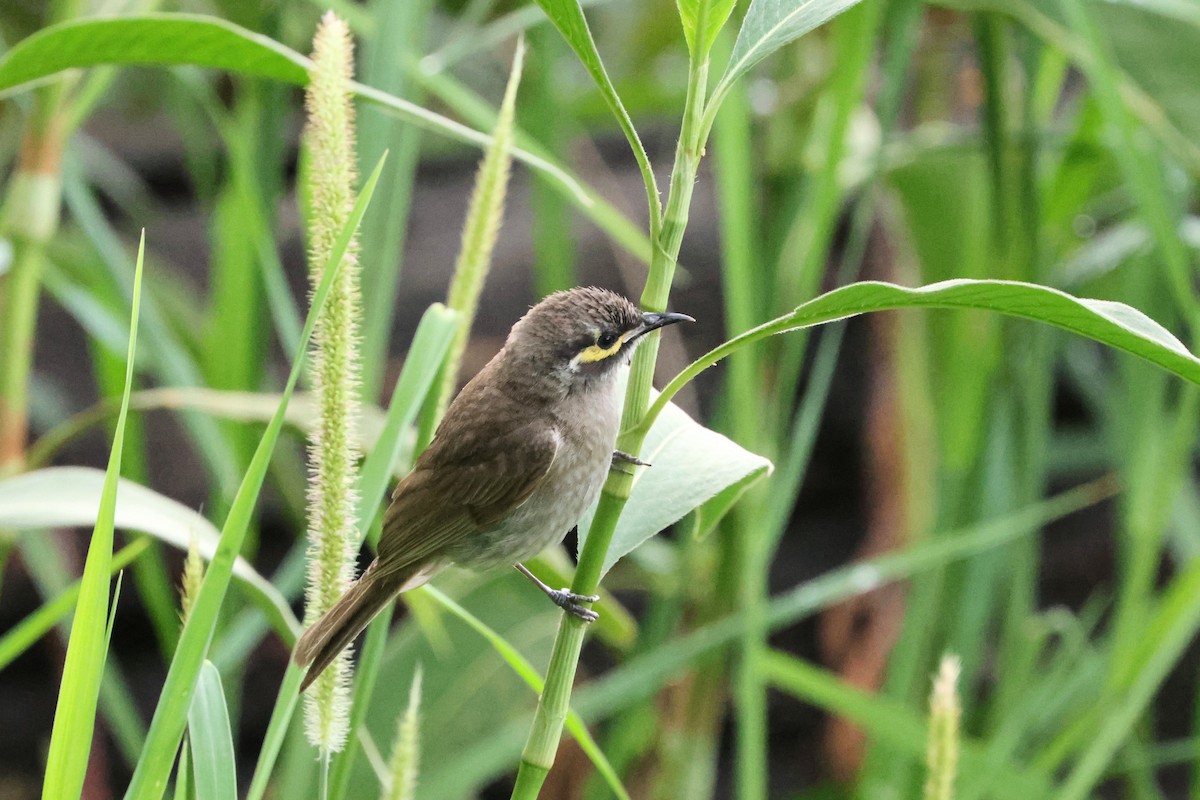 Yellow-faced Honeyeater - ML646209839