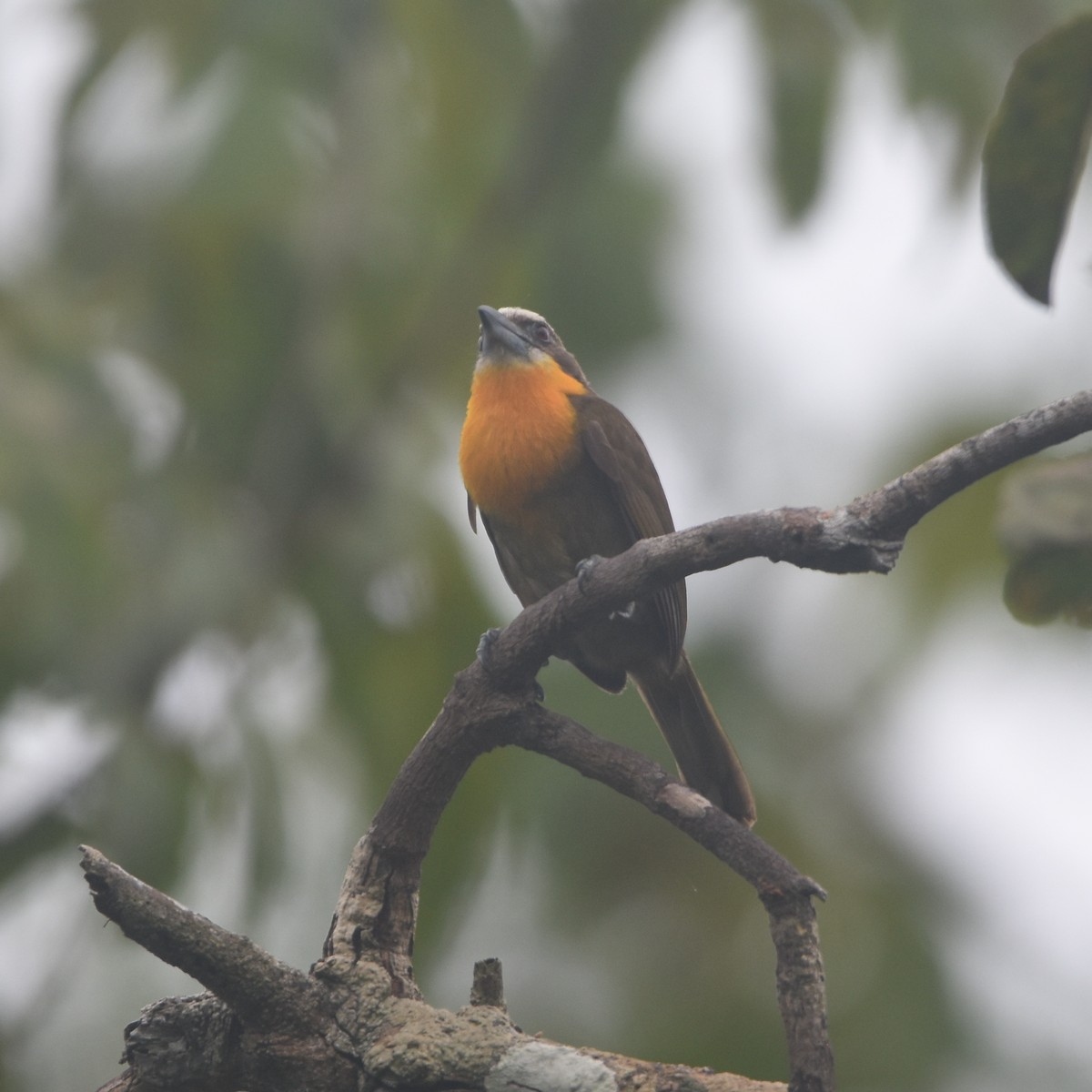 Scarlet-crowned Barbet - ML646209841