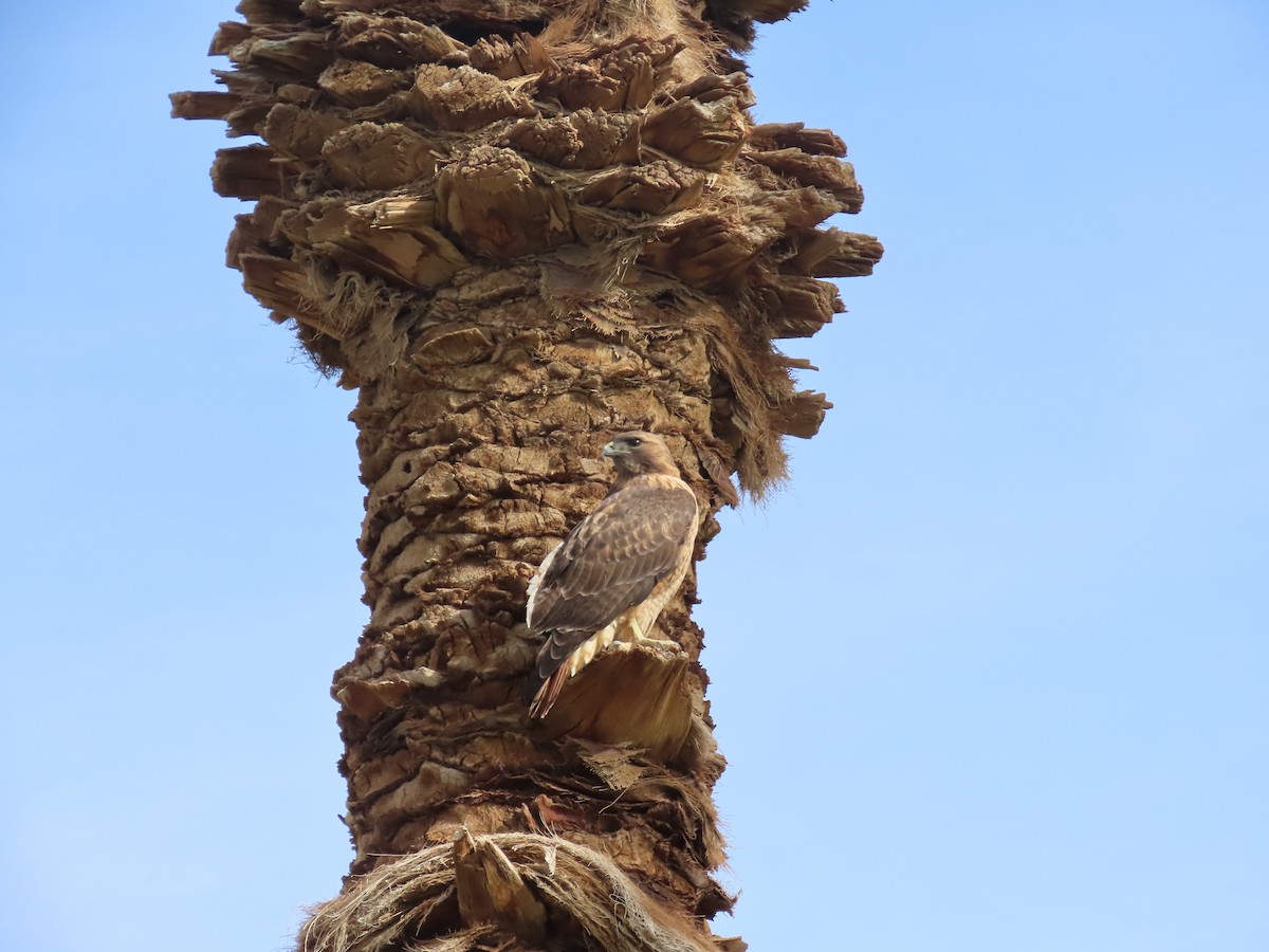 Red-tailed Hawk - ML646209842