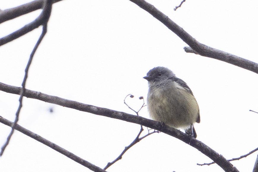 Buru Flowerpecker - ML646209845