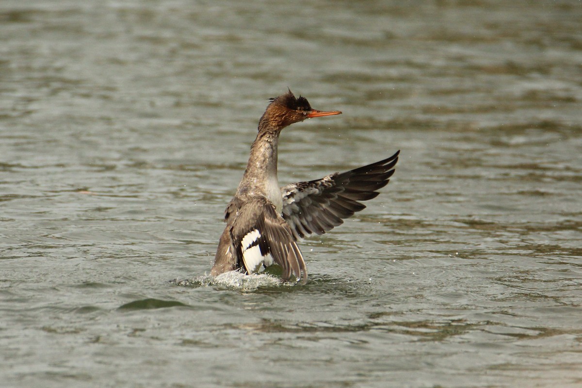 Red-breasted Merganser - ML646209846
