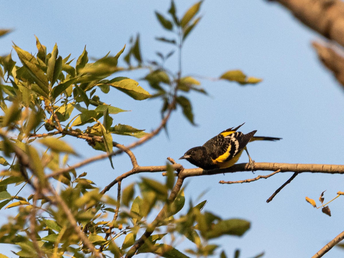 Scott's Oriole - ML646209847