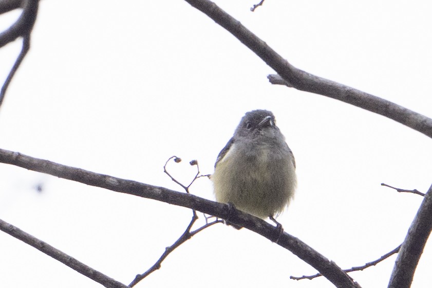 Buru Flowerpecker - ML646209848