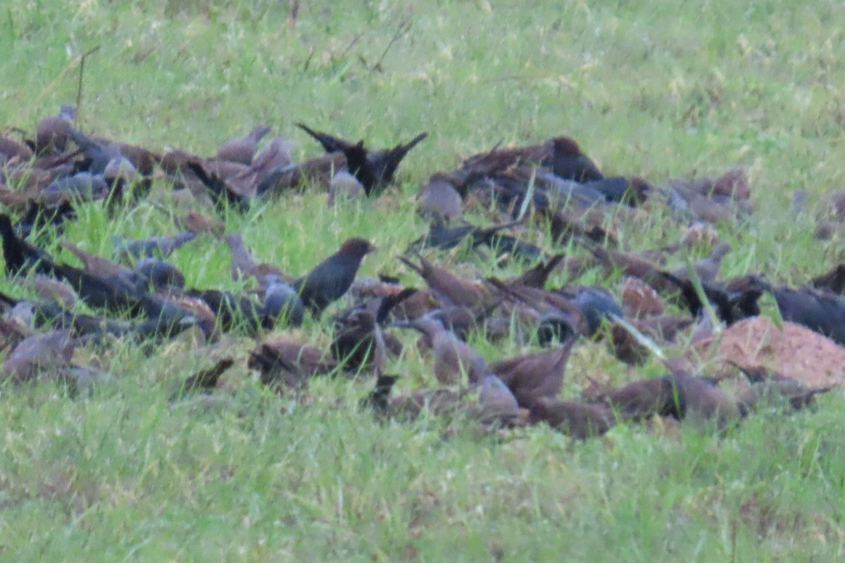 Коровий трупиал, буроголовый желтушник - ML646209849