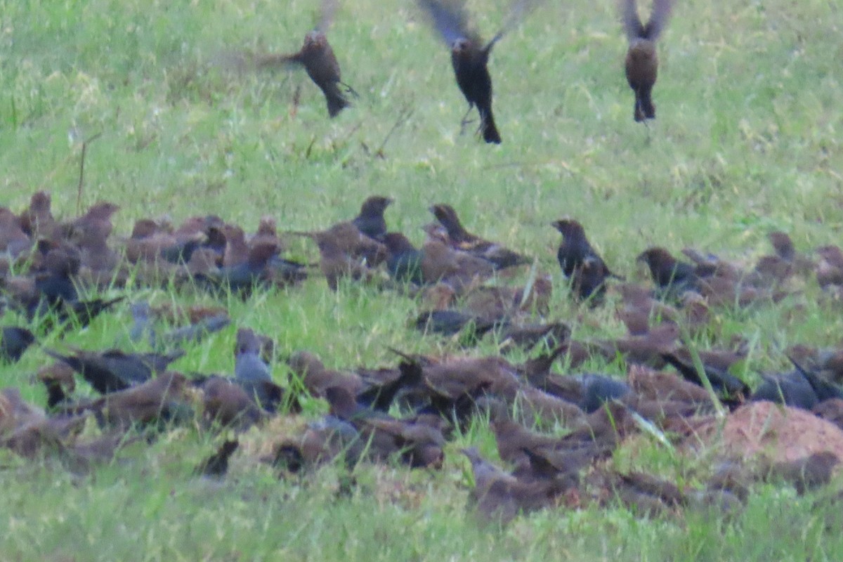 Коровий трупиал, буроголовый желтушник - ML646209850