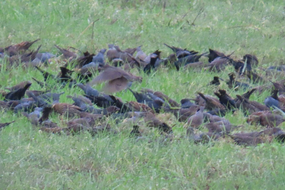 Коровий трупиал, буроголовый желтушник - ML646209851