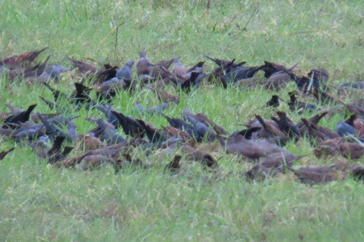 Коровий трупиал, буроголовый желтушник - ML646209853