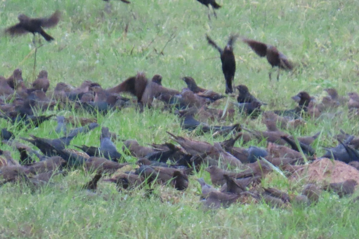 Коровий трупиал, буроголовый желтушник - ML646209854