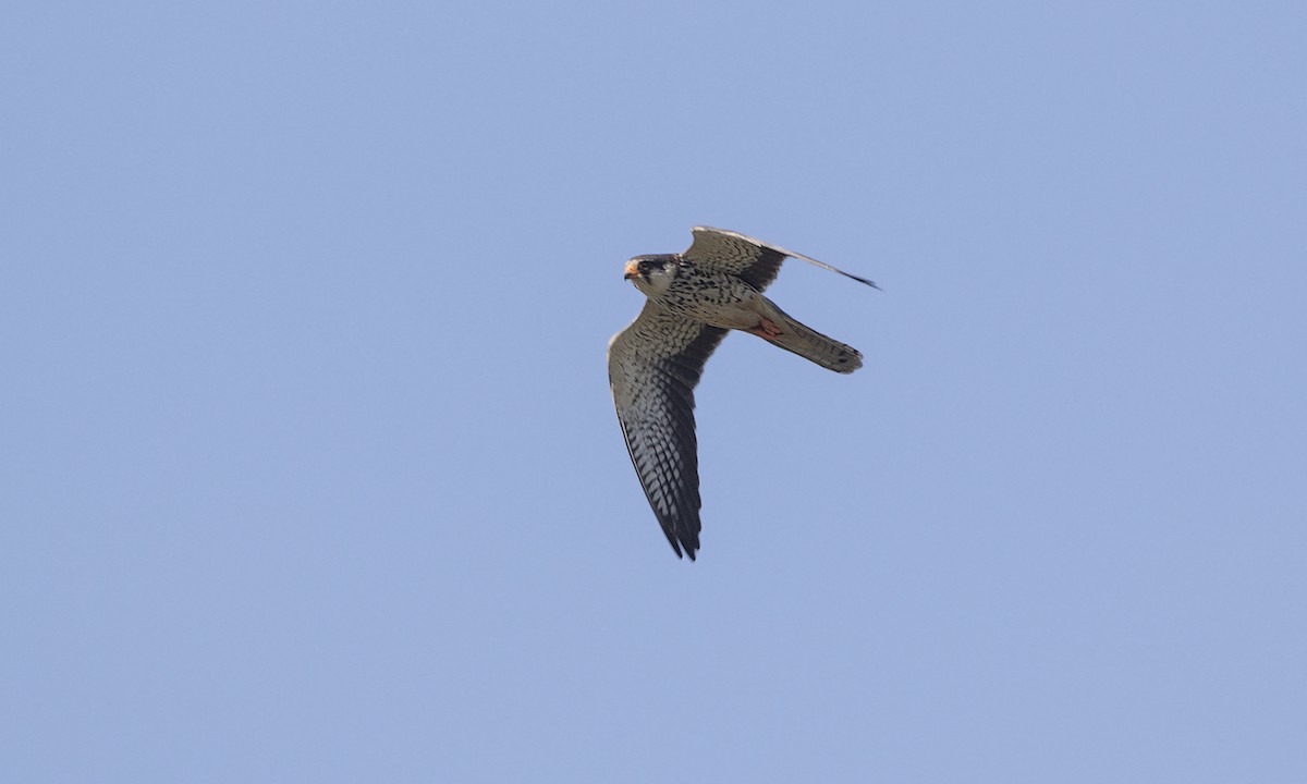 Amur Falcon - ML646209857