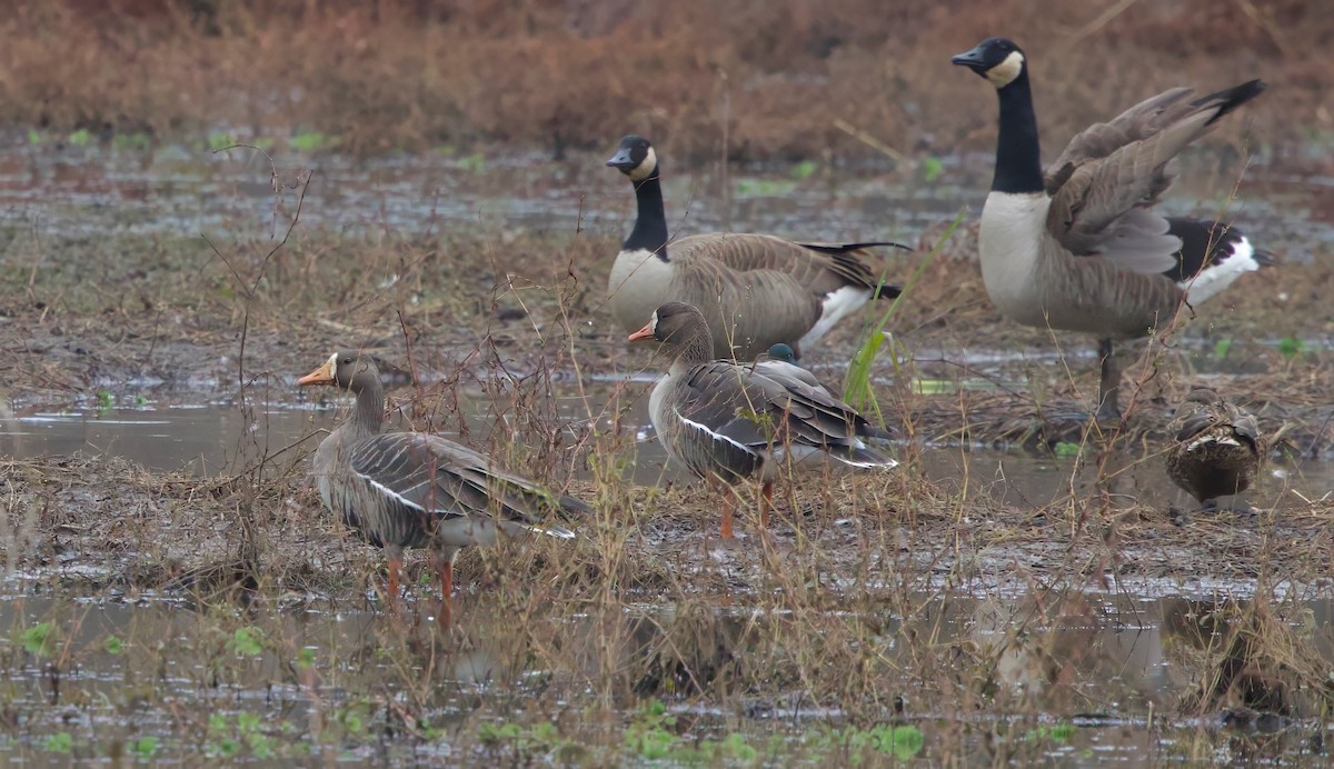 Greater White-fronted Goose - ML646209859