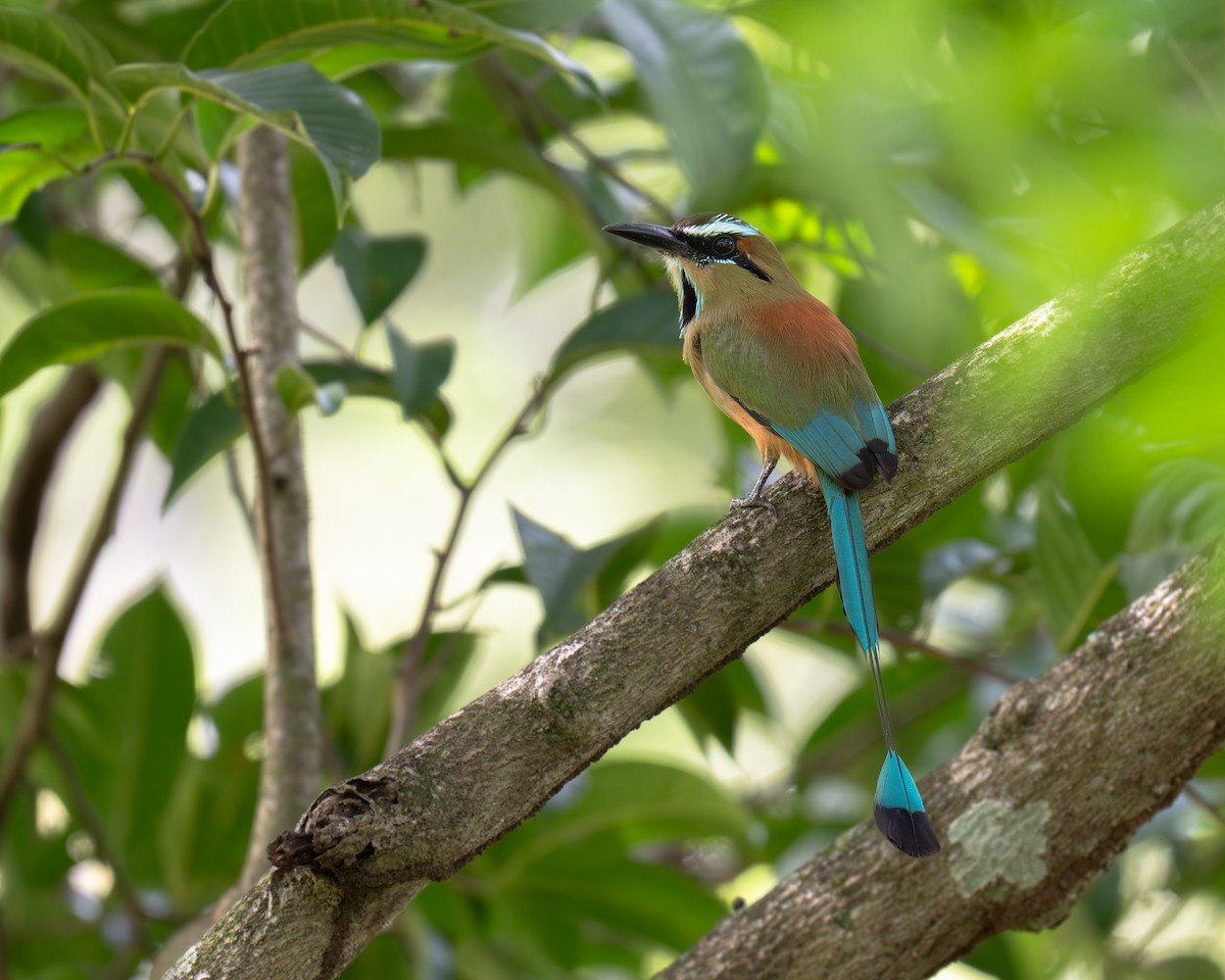 Turquoise-browed Motmot - ML646209861