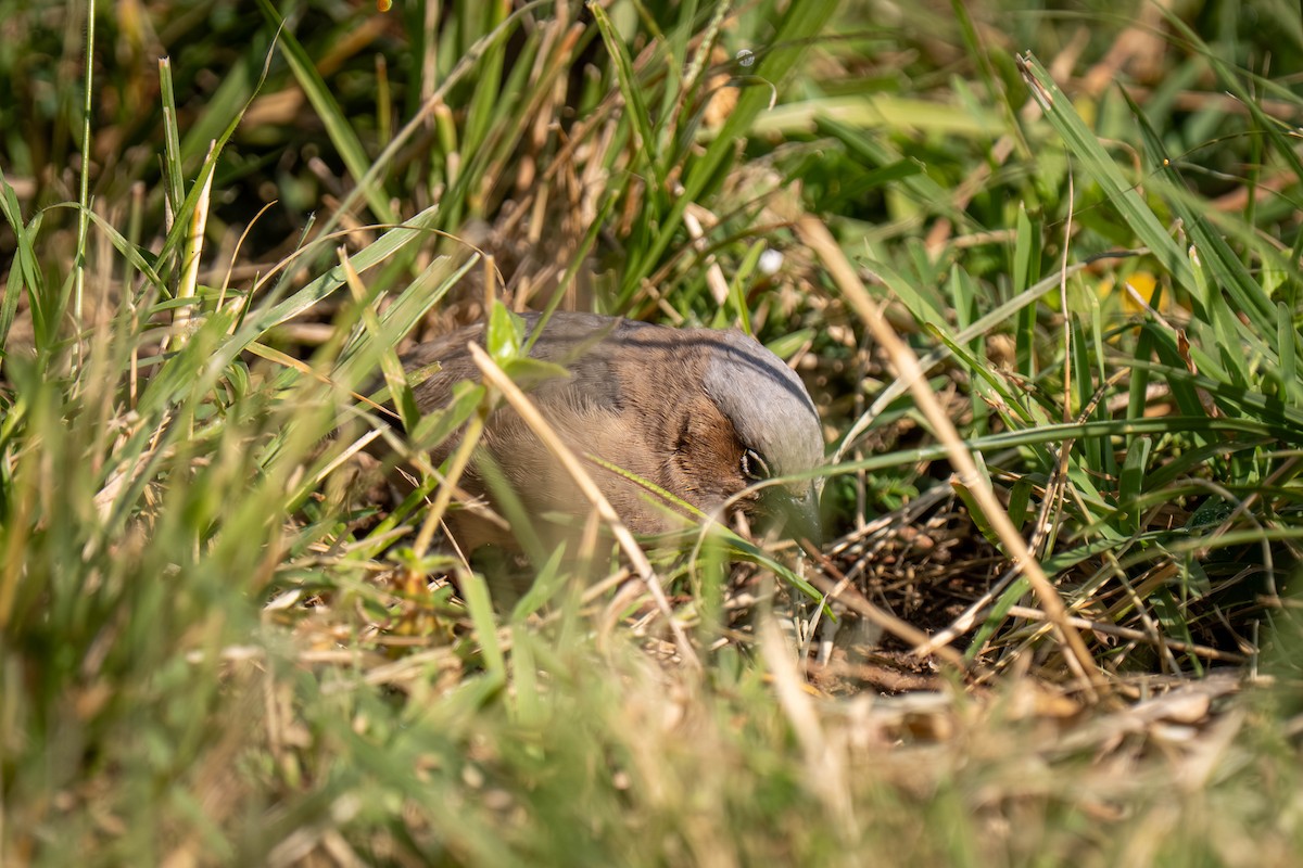 Gray-capped Social-Weaver - ML646209863