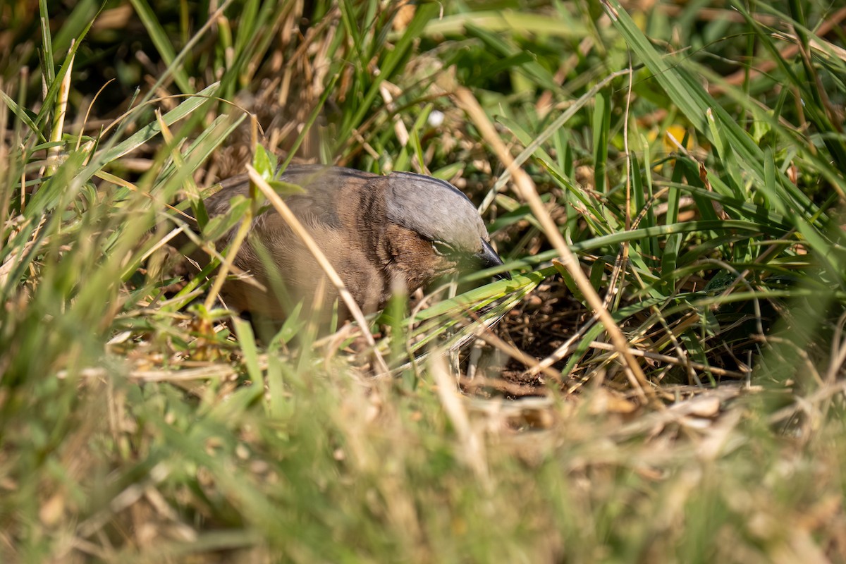 Gray-capped Social-Weaver - ML646209864