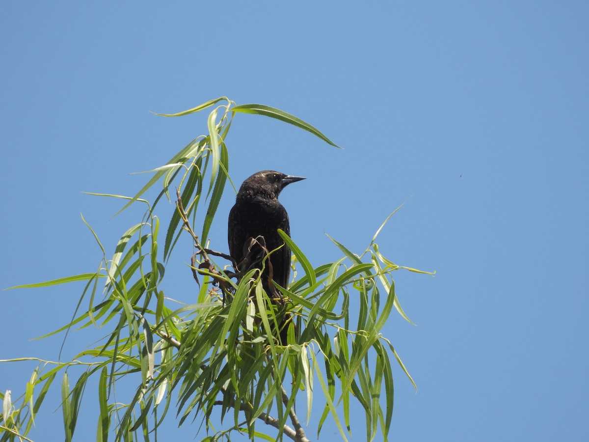 Yellow-winged Blackbird - ML646209868