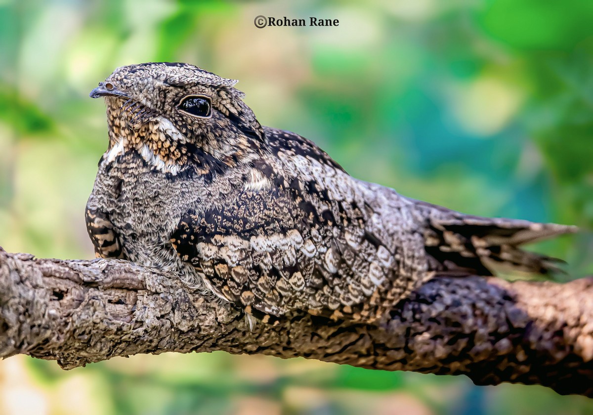 indianattravn - ML646209876