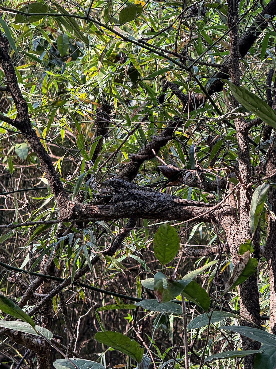 indianattravn - ML646209879