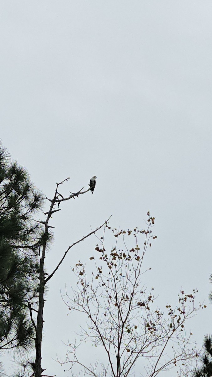 Osprey - ML646209883