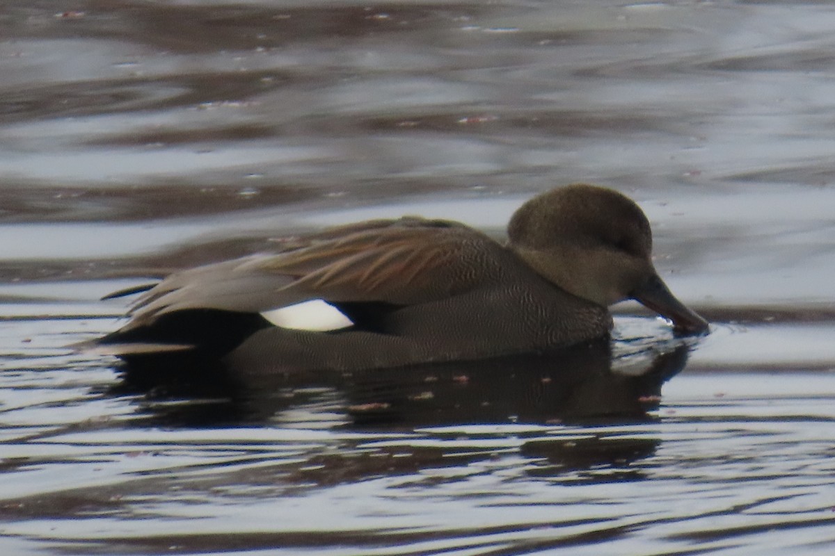 kopřivka obecná - ML646209892