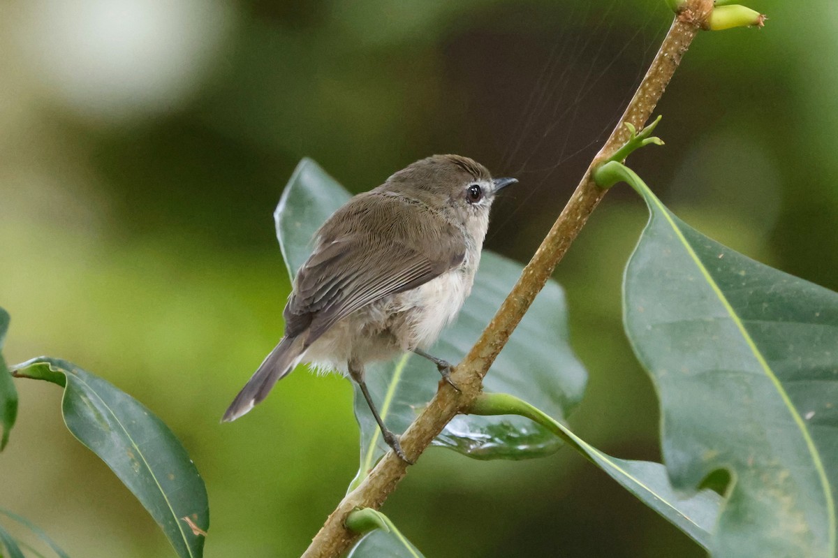 Brown Gerygone - ML646209902